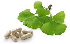 ginkgo biloba